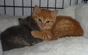We are licensed breeders with 10 years experience, all our cats are tested for hcm, sma and pkdef, so all. Dallas Tx Maine Coon Meet Maine Coon Mix Litter A Pet For Adoption