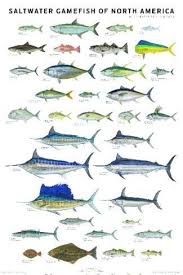 salt water fish identification chart come visit us at