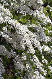 Weiss Bluhende Straucher Weiss Bluhende Straucher Bluhende Busche Garten Deko
