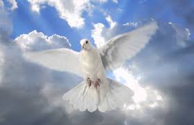 Résultat de recherche d'images pour "Paloma de la Paz"