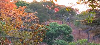 Image result for Brachystegia allenii × boehmii