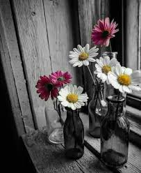 2018 A Little Of Everything Black White With Hues Flowers Black Background Color Splash Photography Color Splash Pink