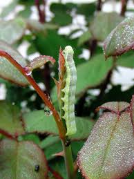 We did not find results for: Caterpillar Branch Green Caterpillar Rose Bush Greens Summer Leaves Nature Green Leaves Insects Insect Pests Pikist