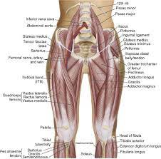 This is particularly evident in the knee and shoulder joints, where muscle tendons. Hip Tendon Anatomy Anatomy Drawing Diagram