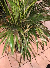 My Areca Palm Is Dying Gardening Landscaping Stack Exchange