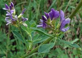 Image result for Medicago laciniata