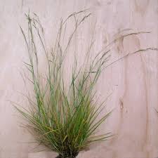 Image result for Eriochloa procera