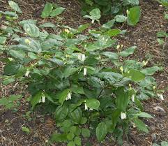 Prosartes Smithii Or Largeflower Fairybells Native To Western North America From Vancouver Island In British Columbia Plants Shade Plants Front Flower Beds