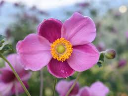 Herbstanemone Anemone Gartenpflanzen Outdoor Winterhart Staude Eigenproduktion Erlebnisgartnerei Hodner Winterharte Pflanzen Herbstanemone Bepflanzung