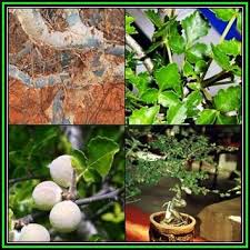 Image result for Commiphora africana
