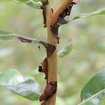 Image result for Terminalia brachystemma