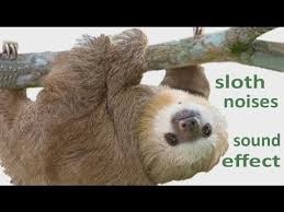The Animal Sounds Sloth Noises Sound Effect Animation Animal Sounds Animated Animals Animals