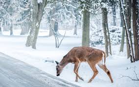 Christmas animals wallpapers we have about (1,014) wallpapers in (1/34) pages. Nb25 Christmas Deer Street Snow Winter Nature Animal Wallpaper