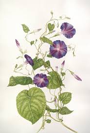 Each flower lasts only a day. Ipomoea Botanical Drawings Botanical Illustration Vine Drawing