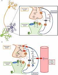 Frontiers Deciphering The Astrocyte Reaction In Alzheimer S Disease Frontiers In Aging Neuroscience