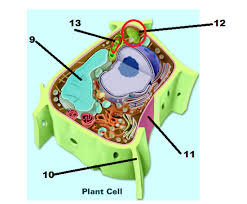 Maybe you would like to learn more about one of these? Please Name The Correct Organelles On This Plant Chegg Com