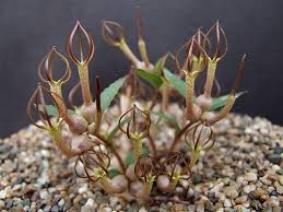 Image result for Ceropegia conrathii