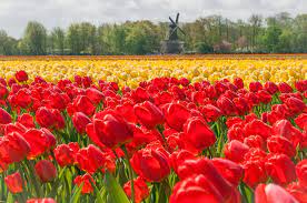 Moje pudełko z kartkami wygląda już prawie jak holenderskie pole tulipanowe. Pola Tulipanow W Holandii Dzakubasy W Podrozy