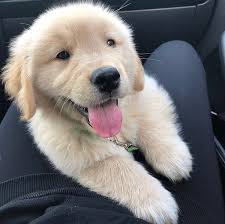 Chien Chiens Mon Chien J Aime Chien J Adore Mon Chien Chien Mignon Chien Beau Chien Adorable Chiot Dogs Your Dog Dog Lovers