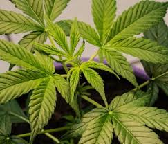 Once the marijuana plant is at least 3 to 4 weeks old you can go ahead and give it some vegetative fertilizer. Starting Off Right A Guide To Feeding Cannabis In The Vegetative State Age Old
