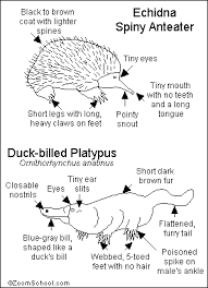 Monotreme Printout Enchantedlearning Com Mammals Spiny Anteater Duck Billed Platypus