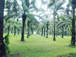 Jardin Botanique De Bingerville Abidjan
