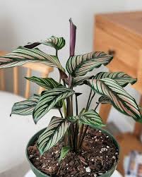 Image result for calathea
