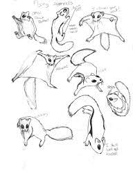 Flying Squirrels By Unionblack On Deviantart Squirrel Illustration Flying Squirrel Squirrel Art