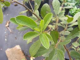 Image result for Diospyros lycioides
