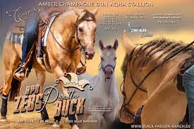 Shatter the geo crystal shield of a large geo slime. Bpr Zebs Pretty Buck Amber Champagne Dun Aqha Stallion Dd Ee Home Facebook