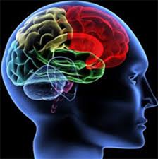 Image result for brain definition biology