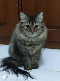 Struktur tulangnya cukup bagus dan tonjolan tulangnya bisa sedikit terlihat di badannya. Kucing Anggora Perlengkapan Hewan Makanan Hewan Di Carousell