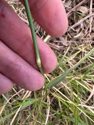 Image result for Chloris gayana