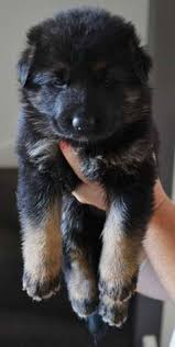 Black And Tan Puppies German Shepherd Gorgeous German Shepherd Puppies For Sale 2 Beautiful Female German Shepherd Puppies Mai German Shepherd Puppies Female German Shepherd German Shepherd Dogs