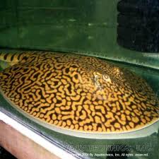 Tiger Stingray Potamotrygon Menchacai Tatli Su Tatli