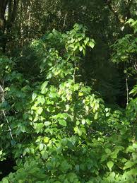 Image result for Piper capense