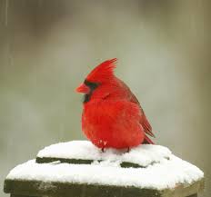 Birds That Start With Red Start A Nature Journal Red Birds Cardinal Birds Beautiful Birds