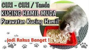 Atau korang baca tanda tanda kucing korang on heat. Ciri Ciri Tanda Kucing Hamil Muda Perawatan Kucing Hamil Masa Kehamilan Kucing Youtube