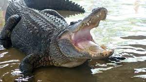 Aaaand your site will be backed by a team of hostgator geeks who are eager to help you out. Florida Man Catches 1 000 Pound Gator With Harpoon New York Daily News