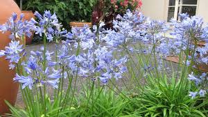 Image result for Agapanthus campanulatus