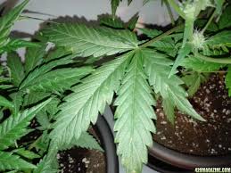 This is a very common issue afflicting ornamental and shade trees and most of the time no action needs to be taken. Weird Little Brown Spots On Leaves 420 Magazine