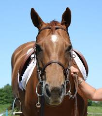 Image result for Anhidrosis