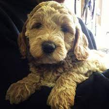 Highly responsible australian labradoodle breeder, excellent socialization for puppies, excellent support for the dog owners. Miniature Australian Labradoodle From Anker Labradoodles In Blairstown Nj Puppy Paws Labradoodle Puppy Labradoodle