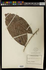 Image result for Antidesma membranaceum