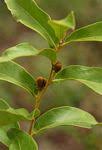 Image result for Dichapetalum rhodesicum