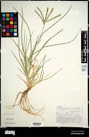 Image result for Eleusine africana