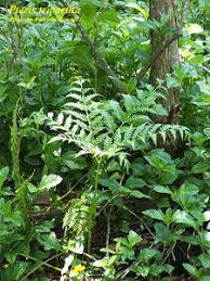 Image result for Pteris tripartita