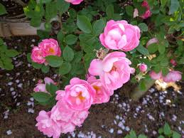 ラウプリッター バラ