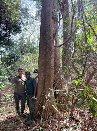 Image result for Erythrina sacleuxii