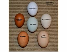 Bird Egg White With Brown Speckles Speckled Sussex Egg Color Google Search Coloring Eggs Chicken Egg Colors Chicken Eggs